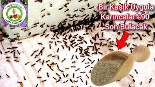 Karıncalardan Hiç Bu Kadar Hızlı Kurtulmamıştınız Emin Olun🐜Bir Kaşık Uygula Karıncalar� Yok Olack [upl. by Teddie176]