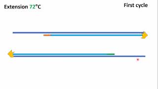 Polymerase Chain Reaction تفاعل البلمرة المتسلسل [upl. by Everard]