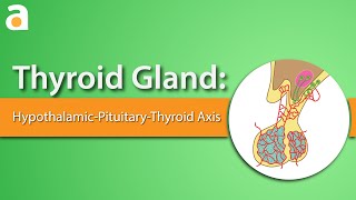 Thyroid Gland HypothalamicPituitaryThyroid Axis  Role of Thyroid Stimulating Hormone TSH [upl. by Kamila866]