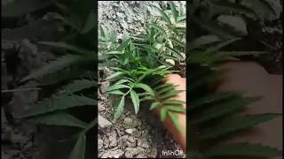 Genda ki cutting lgane ka asan trika🏵🌿ytshorts naturephotograph [upl. by Petras884]