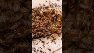 These bed bug infestations in Arizona are the stuff of nightmares [upl. by Iahs858]