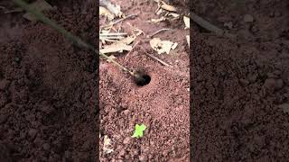 Survival skills  Black ants catching cricket insect living in deep hole shorts [upl. by Ynnohj]