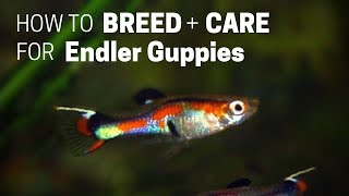 How to Care for Endlers Livebearer Guppies [upl. by Aylward]