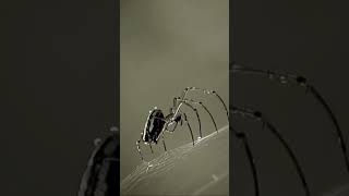 Hunter WEB Spider MADAME [upl. by Lehte]