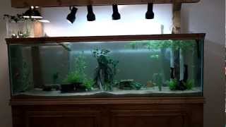 125 Gallon DIY TurtleCommunity Tank [upl. by Tedman]