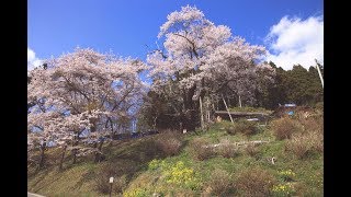 JG☆☆福島 祭田の桜 FukushimaSakura at Matsurida [upl. by Mountfort]