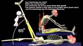 The Proper Technique for the Seated Hamstring Stretch 3D Animation of Muscles in Motion [upl. by Hollyanne]