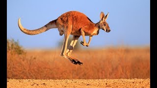 Kangaroo  Australian Kangaroos Documentary Kangaroo Life [upl. by Yesrej]