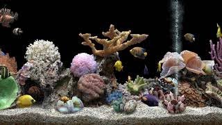 Marine Aquarium 3 Black Background 4K [upl. by Ozner]