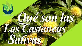 Castanea Sativa Castaño tipos cuidados características imágenes [upl. by Bez]