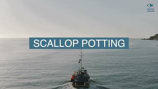 Scallop Potting with Lights A novel low impact method for catching scallops [upl. by Ettevad]