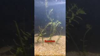 How to grow aquatic plants 🌱  shorts sorts aquaticplant hornworth petsvlog aquarium [upl. by Natsud288]