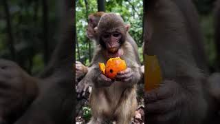 Monkey Enjoys Delicious Fruit Feast  Cute Animal Momentquot cuteanimal animals monkey101 [upl. by Niraa960]