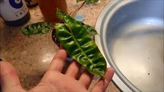 philodendron billietiae full rehab and propagation [upl. by Orson163]