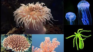 Phylum Cnidaria [upl. by Sutsuj663]