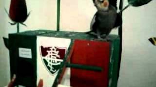 calopsita cantando hino do fluminense [upl. by Airdnoed]