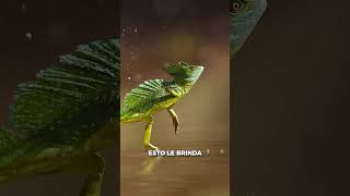 EL LAGARTO QUE PUEDE CAMINAR POR EL AGUA  Lagarto Jesucristo [upl. by Wisnicki]