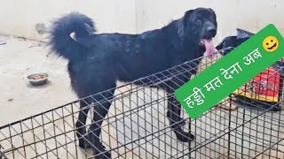 GADDI DOG REACTION☝️HADDI gaddidog aggressive [upl. by Haizek681]