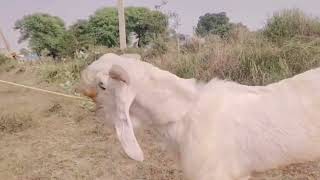 Mashaallah beautiful bakra for sale contact nambar 9619648906 [upl. by Brittni]