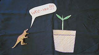 How To Germinate a Peach Pit amp Grow a Peach Tree from Seed Animated [upl. by Kcolttam]