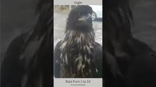 🦅 Eagles 2 ShortsPetsandAnimals eagles [upl. by Weide]