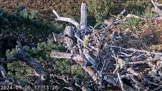 The unusual sunshine tempts a Coal Tit out onto Loch Arkaig Osprey Nest One 6 Sep 2024 zoom [upl. by Ilenna]