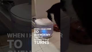 Wireless Fountain that Lasts 60 Days💧catmemes catvideo catlover catholic furries homerunpet [upl. by Oemor280]