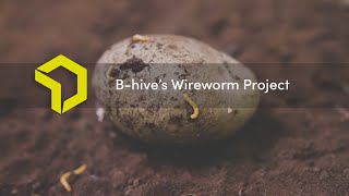 Wireworm Project from Bhive [upl. by Relly]