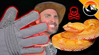 BITE PROOF Venomous Snake vs Gloves [upl. by Clara]