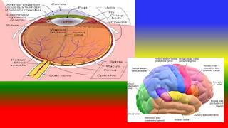 What is sensory threshold [upl. by Ayihsa]