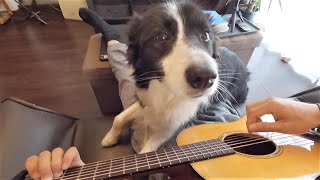 ギタープレイ中のかまちょなボーダーコリー犬 When playing the guitar Needy Border collie dog [upl. by Hulton3]