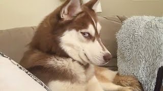 Get a Husky they said It will be fun🤣 [upl. by Sillsby737]