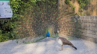 Rituale di accoppiamento del Pavone al Bioparco di Roma [upl. by Lanae775]