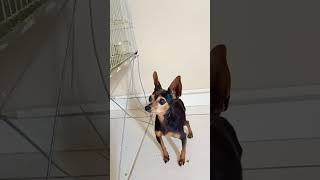 PINSCHER fernandagualberto youtubecreatorawards [upl. by Eemla]