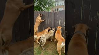 Female Presa Canario doubles as Guard dog and Babysitter presacanario dog pets mastiff baby [upl. by Ayomat746]