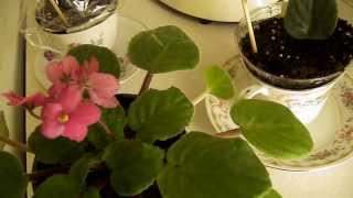 African Violet Plants  Indoor Gardening [upl. by Shiekh]