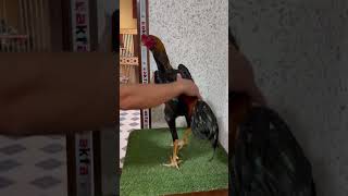 👍🏻😱💯dakan aseelmurga oshamo hurozlar shamo ayam murga ohshamo петух [upl. by Ennirac]