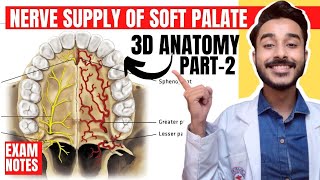 Nerve supply of palate  Soft palate anatomy  anatomy of soft palate muscles innervation [upl. by Hamnet]