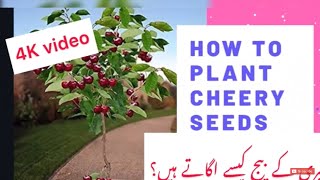 How To Plant Cherry Seeds  Seed Plantation 2019 [upl. by Yanrahs]