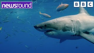 Are sharks dangerous  BIG Question  Newsround [upl. by Anivek773]