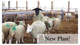 Breeding Ewes In Season BACK TO BASICS Vlog 101 [upl. by Dorothee]