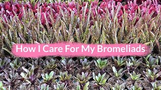 How I Care For My Bromeliads  Joy Us garden [upl. by Debra]