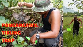 Empty Bottle Hook Trap for Tikling Hunting Part 4  Pangangawil Trap Paulad Trap [upl. by Nihs]