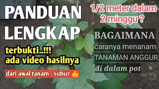 INI ILMU MAHAL amp LENGKAP  2 MINGGU  12 METER cara menanam anggur dalam pot agar cepat berbuah [upl. by Einnhoj]