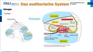 Neurophysiologie ─ Das auditorische System [upl. by Aiciram]