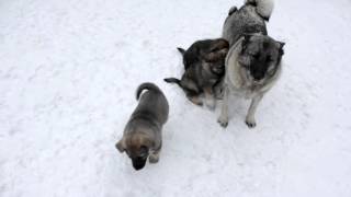 Norwegian Elkhound Pups at 7 Weeks [upl. by Meeker223]