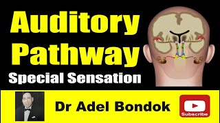 Auditory Pathway Dr Adel Bondok [upl. by Natty]