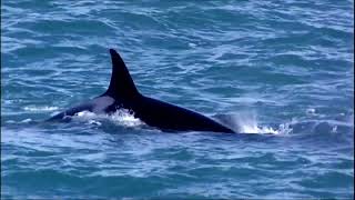 Las interacciones de las orcas en el Estrecho de Gibraltar [upl. by Janot]