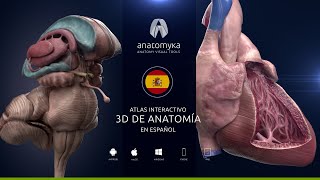 Anatomyka Academic PRO ES 12  ¡ahora en español [upl. by Merth]