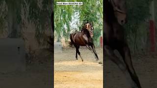 BroodMare SHAKINAH65 siredby StallionAshokPahadsinghji Gsiredby Ratnakar Owner ParvtBrar [upl. by Ytsrik736]